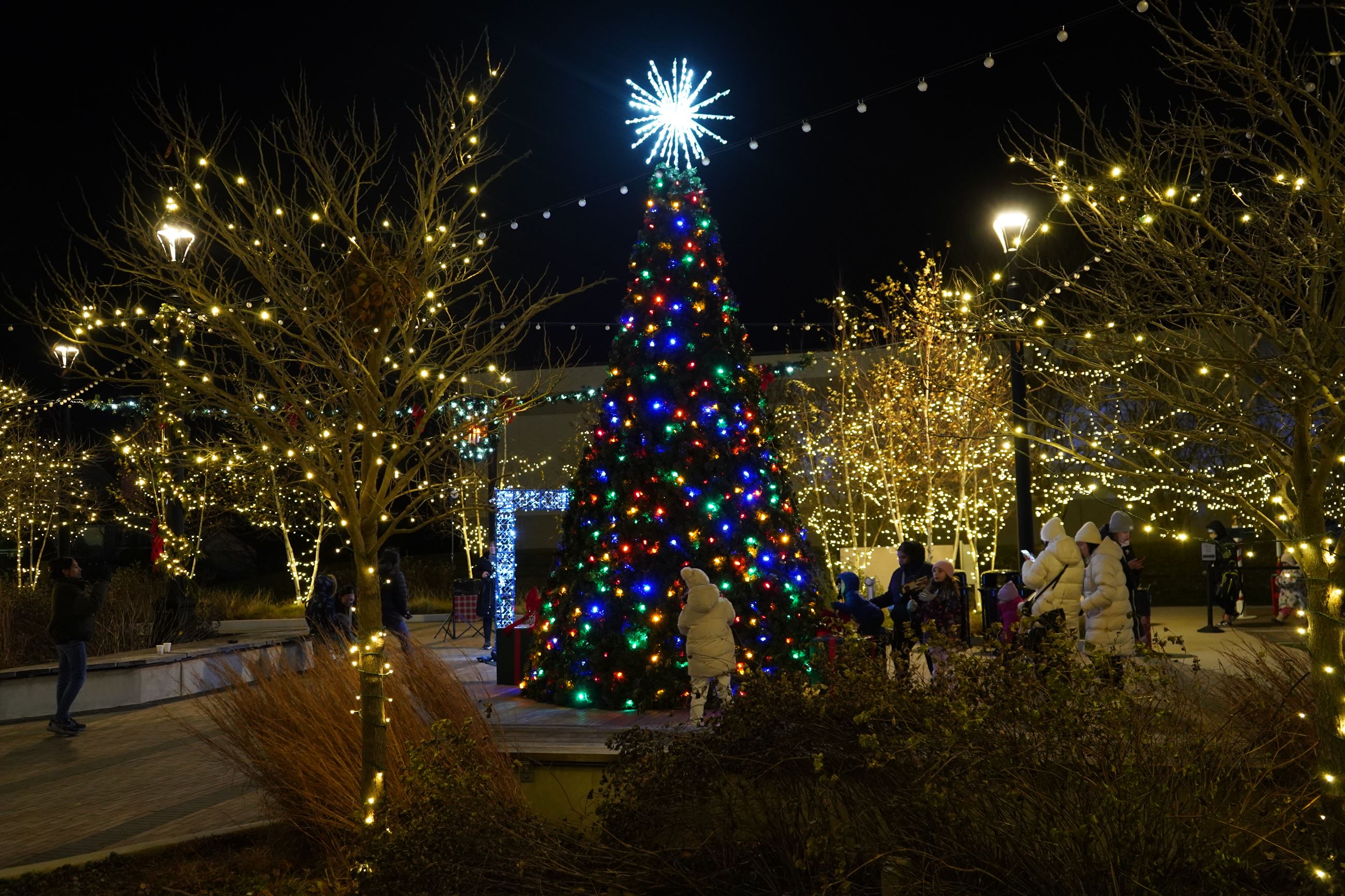Tree at 2024 tree lighting ceremony